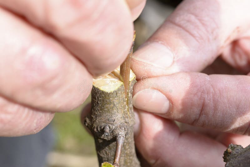 Grafting or graftage is a horticultural technique whereby tissues from one plant are inserted into those of another so that the two sets of vascular tissues may join together. Grafting or graftage is a horticultural technique whereby tissues from one plant are inserted into those of another so that the two sets of vascular tissues may join together.