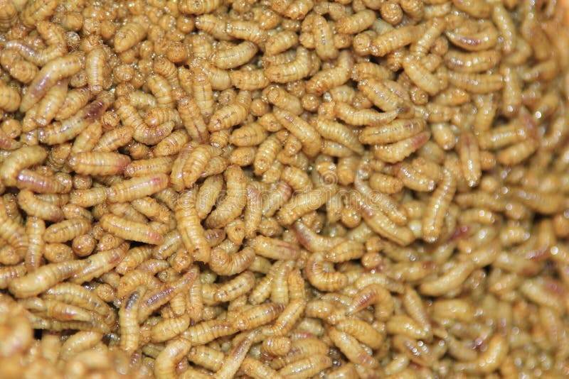 Приманка рыболова - предпосылка личинки от Африки - страшное Crawly стоковые фото Приманка рыболова - предпосылка личинки от Африки - страшное Crawly стоковые фото