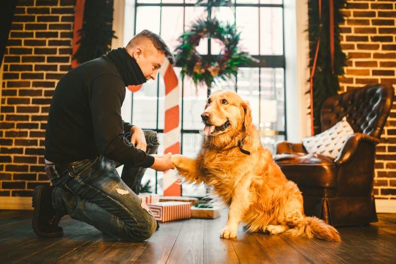 Приятельство человека и собаки Собака labrador породы золотого retriever любимца shaggy Человек тренирует, учит, что собака дает стоковые фото Приятельство человека и собаки Собака labrador породы золотого retriever любимца shaggy Человек тренирует, учит, что собака дает стоковые фото