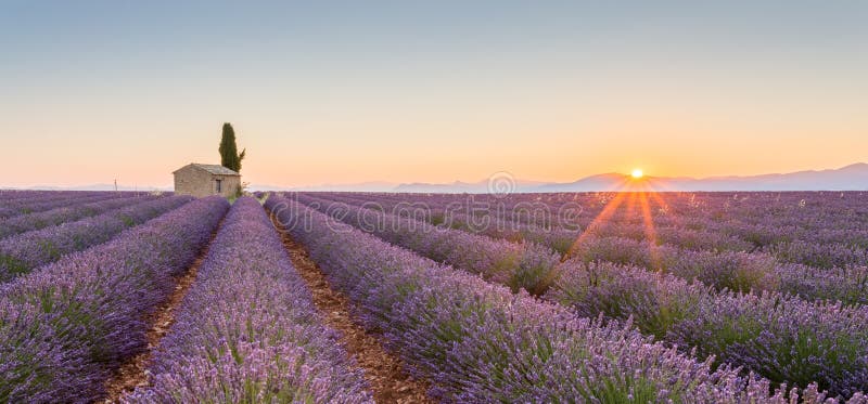 Провансаль, Франция, плато Valensole с фиолетовым полем лаванды стоковые изображения rf
