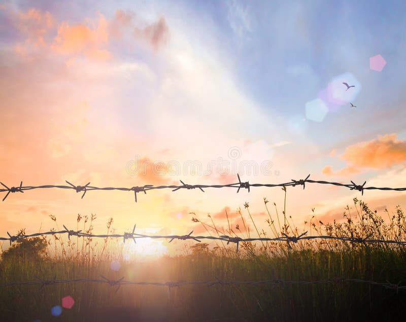 Old barbed wire fence on meadow sunset background. Old barbed wire fence on meadow sunset background.