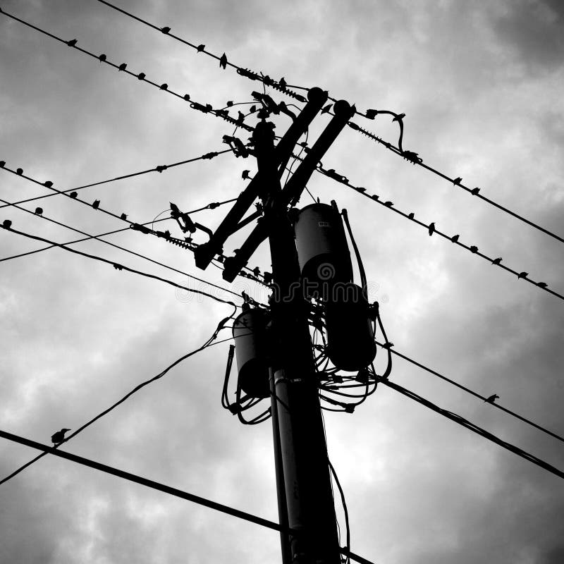 провод птиц стоковое изображение провод птиц стоковое изображение