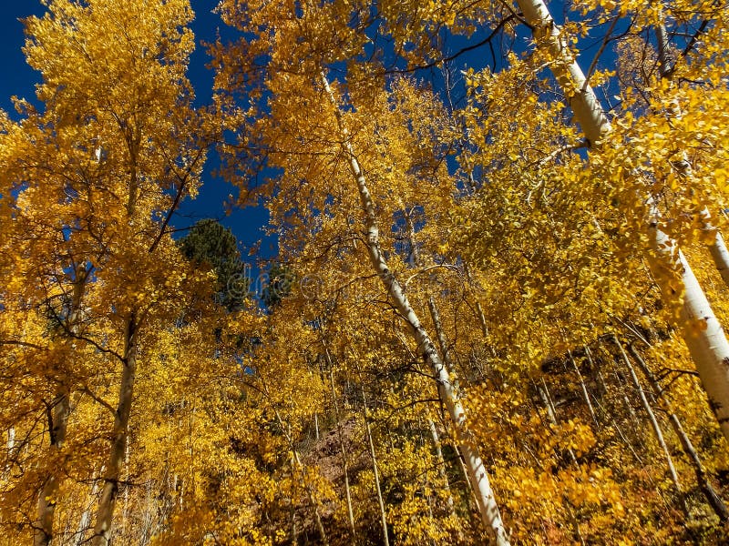 Love the different shades of yellow against the dark blue and cloudless sky. Taken near Phantom Canyon, in the fall. It`s hard to decide what is most memorable about aspen: the vibrant yellow in the fall, the tall, tube-like clusters of white stands or the sound of the “quaking” leaves .Regardless of what comes to mind when you think of aspens, they hold the title of the most widespread tree in North America. Love the different shades of yellow against the dark blue and cloudless sky. Taken near Phantom Canyon, in the fall. It`s hard to decide what is most memorable about aspen: the vibrant yellow in the fall, the tall, tube-like clusters of white stands or the sound of the “quaking” leaves .Regardless of what comes to mind when you think of aspens, they hold the title of the most widespread tree in North America.