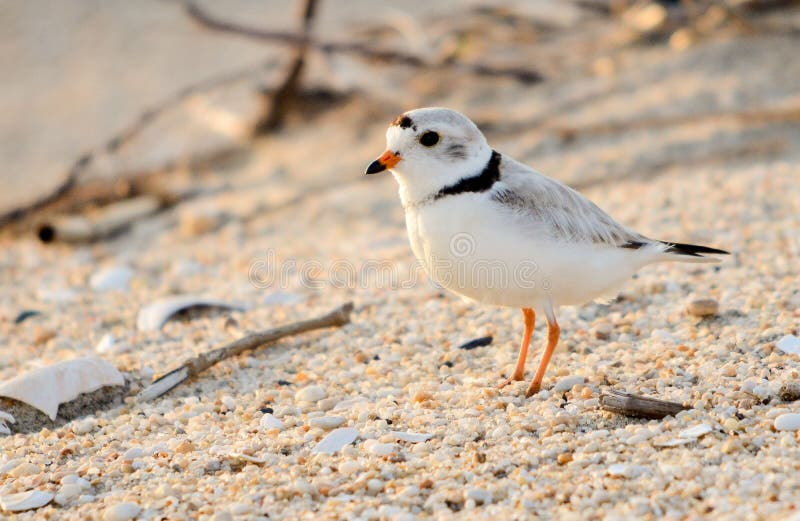 Piping Plover on sand in NJ. Piping Plover on sand in NJ