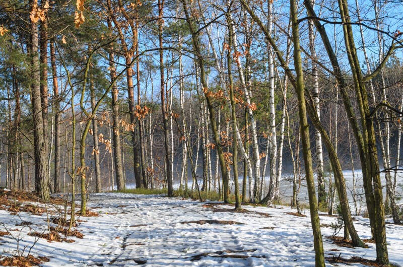 Country road in winter forest o sunny day. Country road in winter forest o sunny day