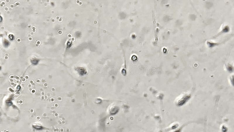 Клетка под световым микроскопом: строение, методы изучения клетки