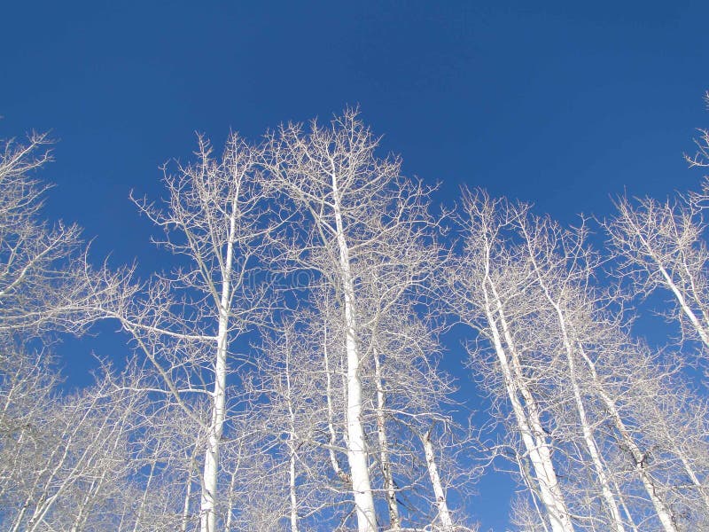 Bare winter aspens against deep blue sky above the Vail Valley, Colorado. Bare winter aspens against deep blue sky above the Vail Valley, Colorado.