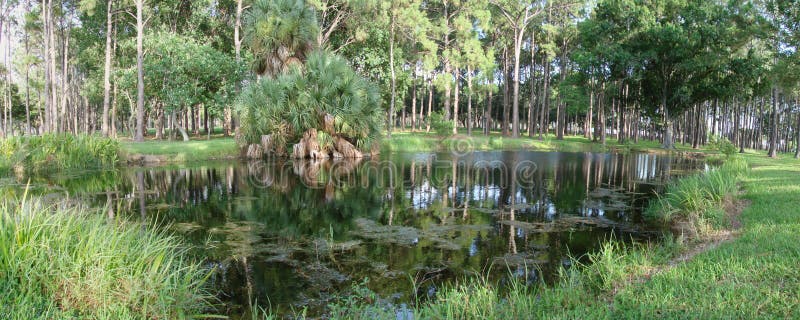 A panoramic photo of a small pond in Florida. A panoramic photo of a small pond in Florida.