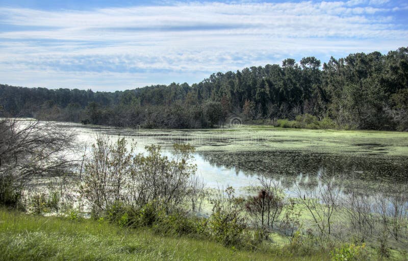 Pickney Island National Wildlife Refuge, Hilton Head, South Carolina, USA. A 4, 000 acre wildlife and nature preserve on the Intracoastal waterway. The salt marsh, tidal creeks, salt pannes, ponds, Saw Palmetto, and forests are habitat for waterfowl, shorebirds, wading birds, raptors, neo-tropical migrants, white-tailed deer and American alligators, with large concentrations of white ibis, herons, and egrets. Pickney Island National Wildlife Refuge, Hilton Head, South Carolina, USA. A 4, 000 acre wildlife and nature preserve on the Intracoastal waterway. The salt marsh, tidal creeks, salt pannes, ponds, Saw Palmetto, and forests are habitat for waterfowl, shorebirds, wading birds, raptors, neo-tropical migrants, white-tailed deer and American alligators, with large concentrations of white ibis, herons, and egrets.