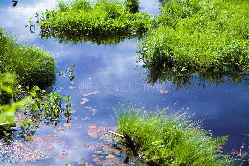 Pure pond with growing brightly green grass. Pure pond with growing brightly green grass