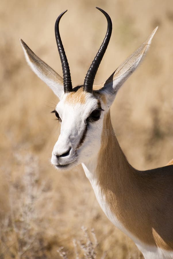 Portrait of an african springbok in Etosha National Park, northern Namibia. Portrait of an african springbok in Etosha National Park, northern Namibia.