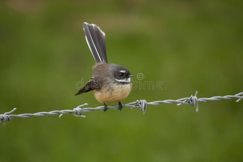 Птица Faintail стоковая фотография rf Птица Faintail стоковая фотография rf