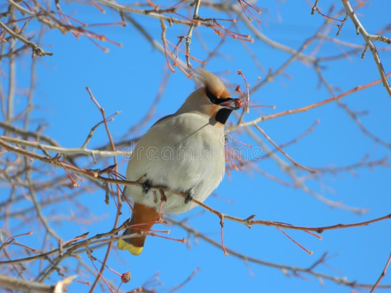 Птица Waxwing ест яблоко стоковые фотографии rf Птица Waxwing ест яблоко стоковые фотографии rf