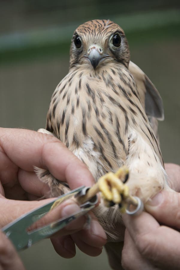 Птица звеня - общий kestrel стоковые изображения rf Птица звеня - общий kestrel стоковые изображения rf