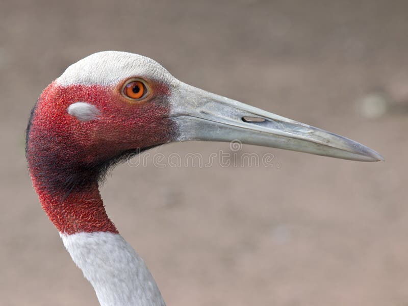 Птица крана Sarus стоковые фото Птица крана Sarus стоковые фото