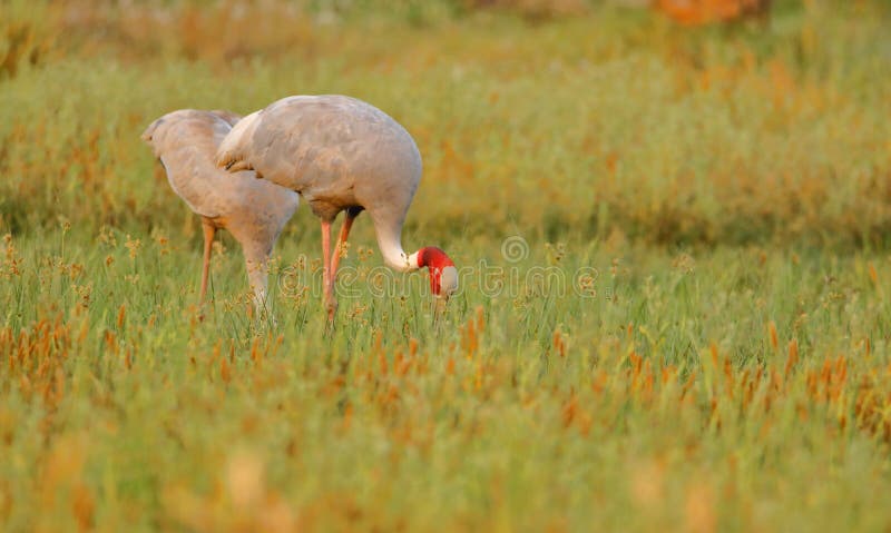 Птица крана Sarus стоковые фотографии rf Птица крана Sarus стоковые фотографии rf