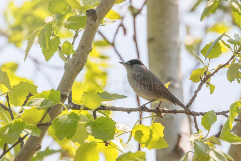 Птица петь atricapilla Сильвия Blackcap, евроазиатский blackcap стоковое фото rf Птица петь atricapilla Сильвия Blackcap, евроазиатский blackcap стоковое фото rf