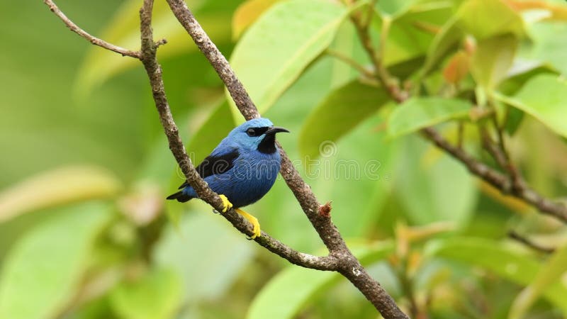 Птица светя lucidus Honeycreeper - Cyanerpes небольшая в семье tanager В тропическом новом мире в Центральной Америке от sout