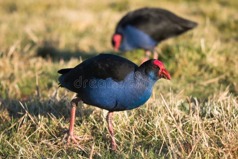 2 птицы Pukeko стоковая фотография rf 2 птицы Pukeko стоковая фотография rf