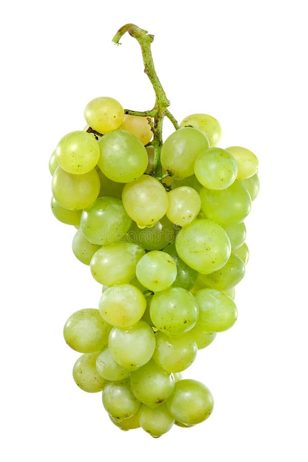 Bunch of white grapes with drops of water on a white background. Bunch of white grapes with drops of water on a white background