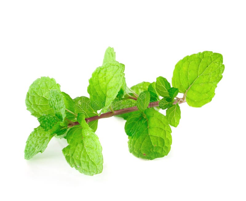 Peppermint or mint bunch on white background. Peppermint or mint bunch on white background