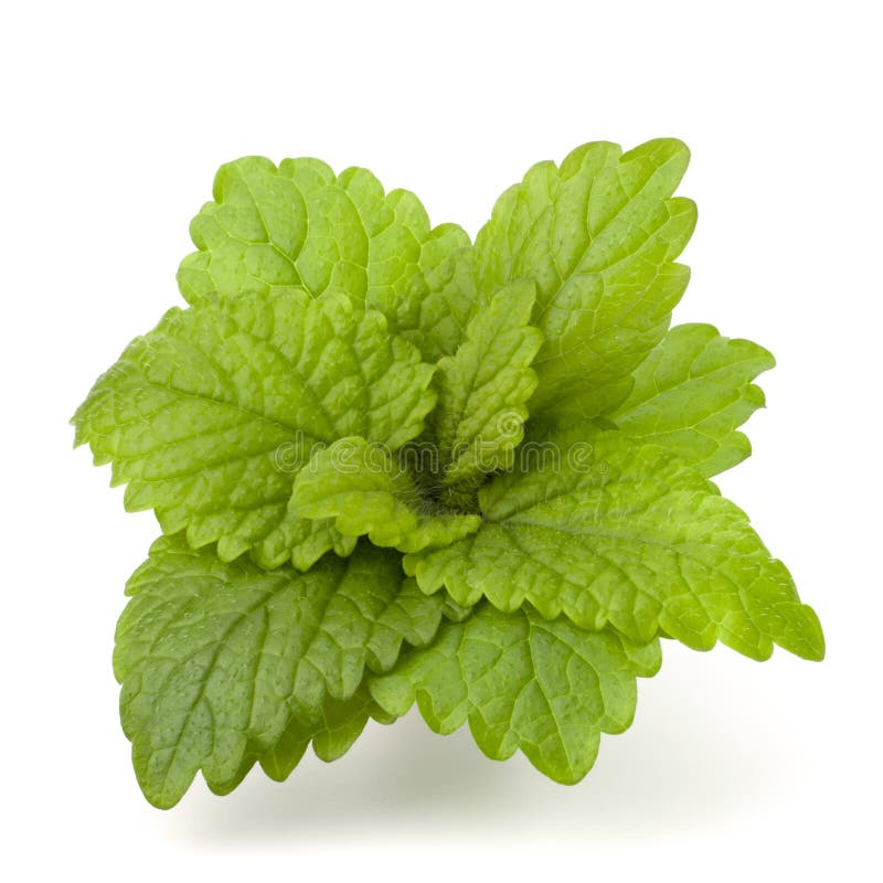 Peppermint or mint bunch isolated on white background cutout. Peppermint or mint bunch isolated on white background cutout