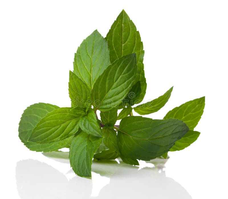 A bunch of fresh green peppermint on a white background. A bunch of fresh green peppermint on a white background