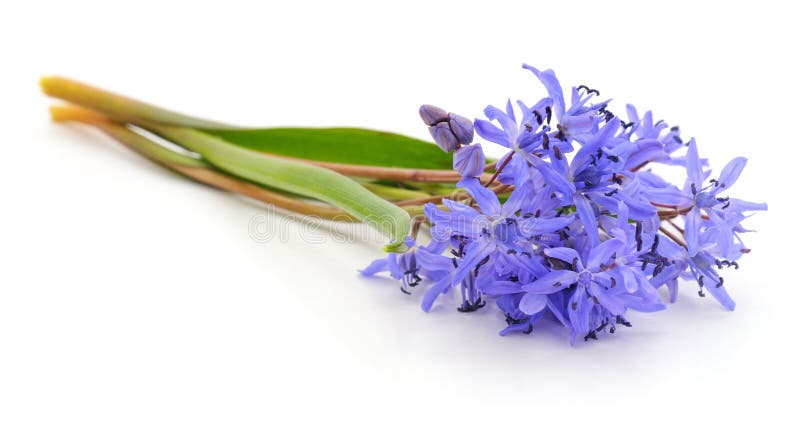 Пурпурные красивые snowdrops стоковое изображение rf