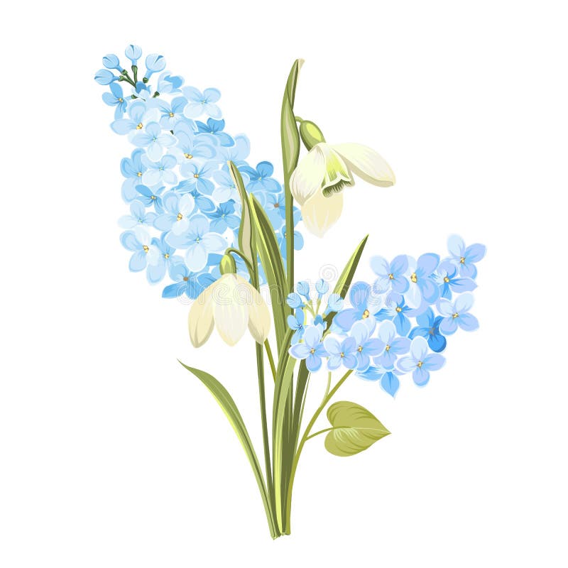 Пурпурные цветки сирени syringa и белого galanthus Ботаническая иллюстрация для букета весны Карта концепции времени весны иллюстрация вектора Пурпурные цветки сирени syringa и белого galanthus Ботаническая иллюстрация для букета весны Карта концепции времени весны иллюстрация вектора
