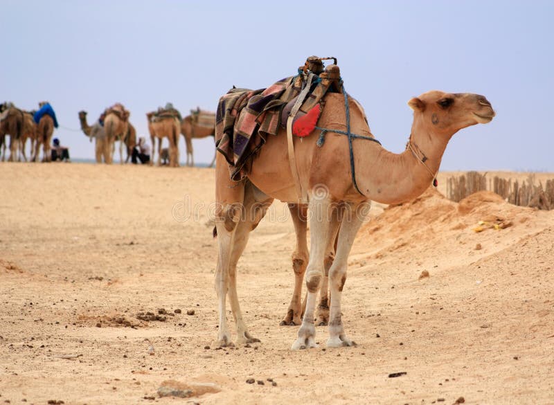 пустыня верблюда