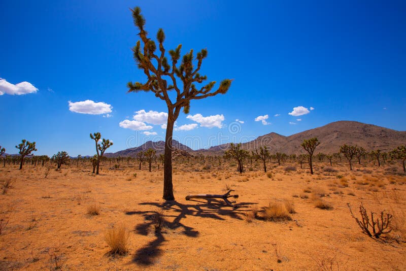 Joshua Tree National Park Yucca Valley in Mohave desert California USA. Joshua Tree National Park Yucca Valley in Mohave desert California USA