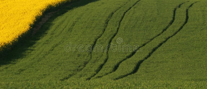 Path go throw the green meadow. Path go throw the green meadow