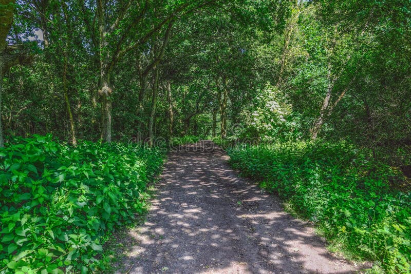 Путь леса лета с dappled солнечностью стоковое изображение rf Путь леса лета с dappled солнечностью стоковое изображение rf