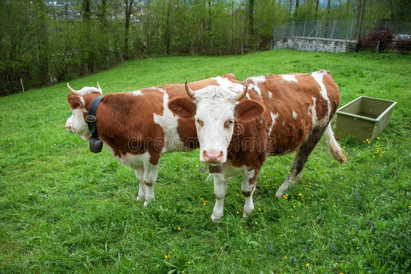 2 chubby cows in grass field in countryside. 2 chubby cows in grass field in countryside