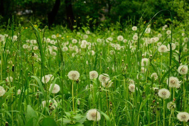Пушистое поле цветка одуванчика для обоев