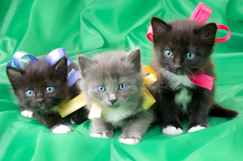 Two black and one gray beautiful fluffy little kittens, on green background cloth. Two black and one gray beautiful fluffy little kittens, on green background cloth