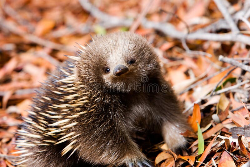 пуща Тасмания echidna стоковое фото пуща Тасмания echidna стоковое фото