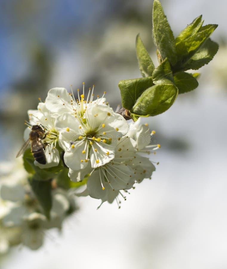 Пчеловодство в саде Пчела собирает нектар на blossoming ветви абрикоса стоковые изображения rf Пчеловодство в саде Пчела собирает нектар на blossoming ветви абрикоса стоковые изображения rf