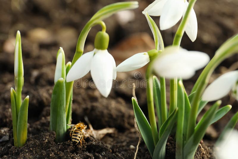 Пчела на земле среди красивых snowdrops на открытом воздухе стоковые изображения