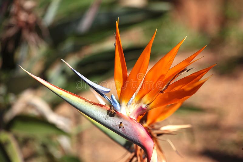 ПЧЕЛЫ НА ЦВЕТКЕ STRELITZIA СОБИРАЯ НЕКТАР стоковые изображения