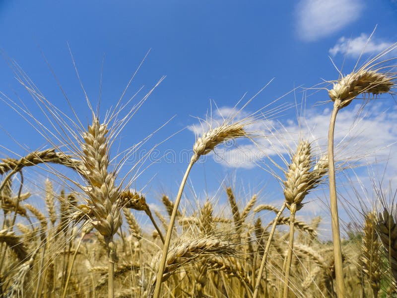 Пшеница стоковое изображение. изображение насчитывающей - 56394685