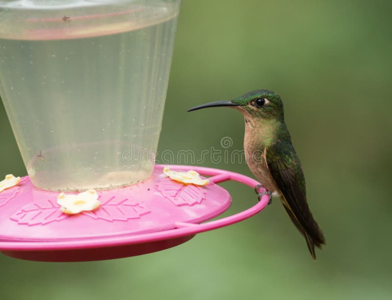 Пыжик-breasted гениальный (rubinoides heliodoxa) стоковое фото rf Пыжик-breasted гениальный (rubinoides heliodoxa) стоковое фото rf