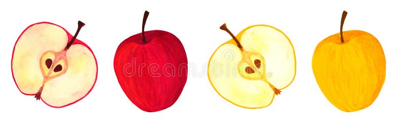 Пышный набор apple. Красная и желтая иллюстрация фруктов акварели. иллюстрация вектора