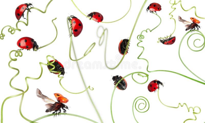пятно ladybug 7 ladybird иллюстрация вектора пятно ladybug 7 ladybird иллюстрация вектора