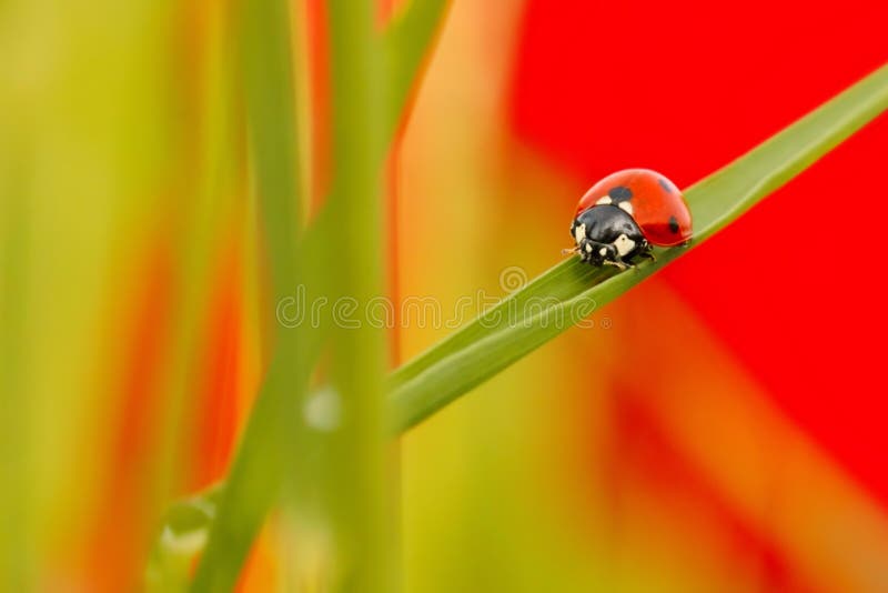 7-пятно septempunctata Coccinella Ladybird, жук идя на травинку, как предпосылка стоковая фотография 7-пятно septempunctata Coccinella Ladybird, жук идя на травинку, как предпосылка стоковая фотография