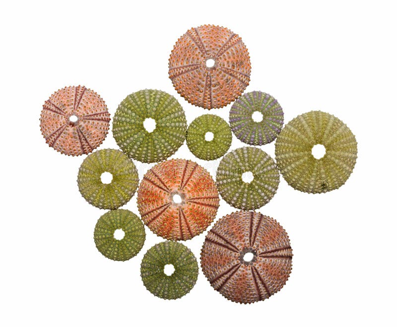 Various colorful sea urchin shells. Various colorful sea urchin shells