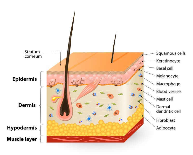 Structure of the Human skin. Anatomy diagram. different cell types populating the skin. Structure of the Human skin. Anatomy diagram. different cell types populating the skin.