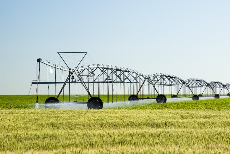 A center pivot irrigation system in a corn fieldwith a wheat field in the foreground. A center pivot irrigation system in a corn fieldwith a wheat field in the foreground