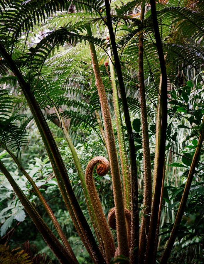 Green Unfurling tip of Tree fren in rainforest on Iriomote island, Okinawa, Japan. Green Unfurling tip of Tree fren in rainforest on Iriomote island, Okinawa, Japan