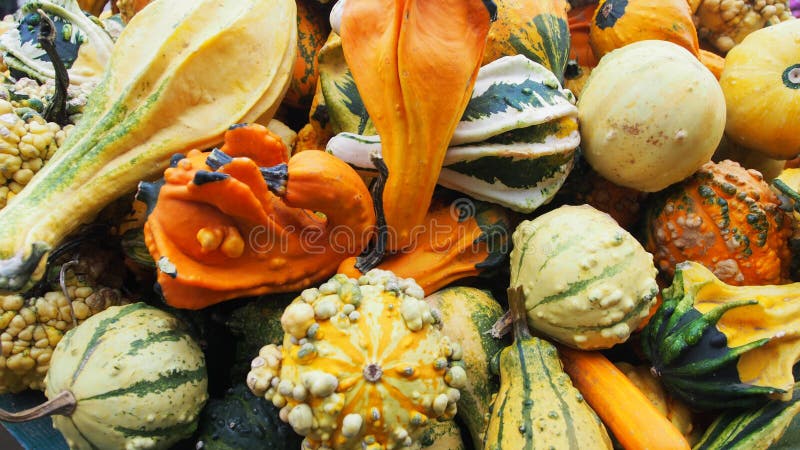 Различный славный красочный potpourri тыкв стоковое изображение Различный славный красочный potpourri тыкв стоковое изображение